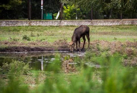 Young red deer drinking Stock Photos