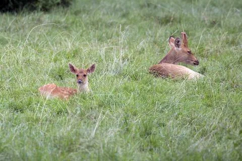 Young red deer in the grass Stock Photos