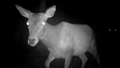 Young Red Deer with its Mum, investigates the trail camera. Isle of Skye Stock Footage 247128321