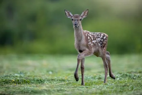 Young red deer looking to the camera on grass in summer Stock Photos