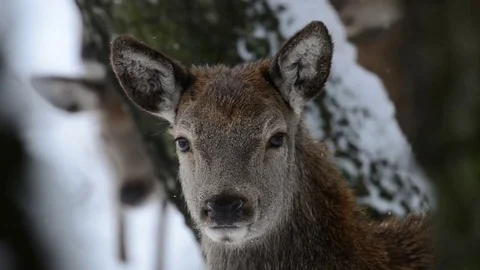 Young red deer is looking, winter Stock Footage 76984322