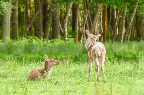 Young red deer Stock Photos
