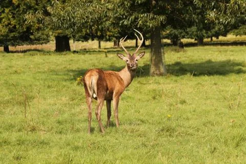 Young Red Deer. Stock Photos