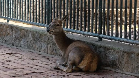 Young red deer resting on brick pavement inside fenced zoo enclosure. The scene Stock Footage 341964007