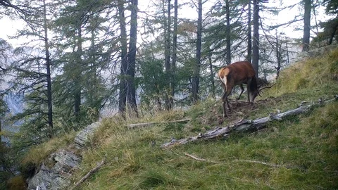 Young red deer in the rut Stock-Footage 97900005