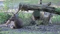 Young red deer sitting close up beside tree trunk in preserve 4k or 4k+ Resolution
