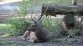 Young red deer sitting close up beside tree trunk in preserve 4k or 4k+ Resolution