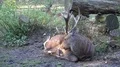 Young red deer sitting close up beside tree trunk in preserve 4k or 4k+ Resolution