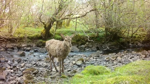 Young Red Deer Stag Crossing River with Moulting Winter Coat, Isle of Skye Video stock 335099001
