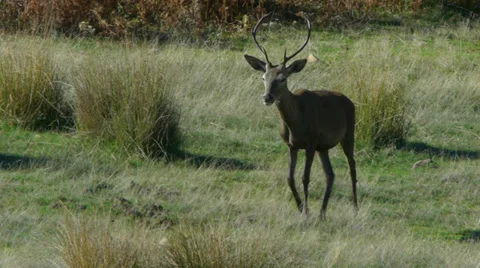 Young Red Deer Stag - Full HD 動画素材 32494666