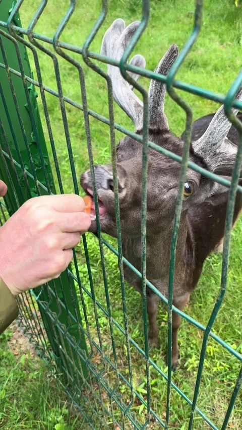 Young red deer stag stands behind an enclosure fence. Visitor's hand feedin.. Stock Footage 341513308
