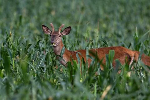 Young red deer standing in corn field in summertime nature. Stock Photos