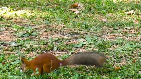 Young red fluff squirrel eating nut in park at springtime 库存影片 237383786