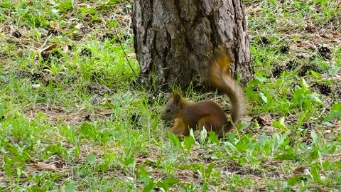 Young red fluff squirrel eating nut in park at springtime Video stock 237383788