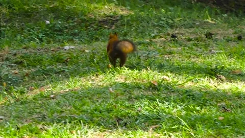 Young red fluff squirrel eating nut in park at springtime Stock Footage 238469553