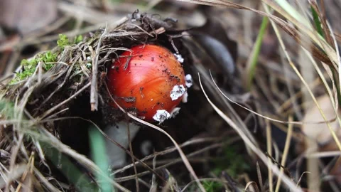 Young Red Fly Agaric Button Emerging from Forest Floor Stock Footage 347938436