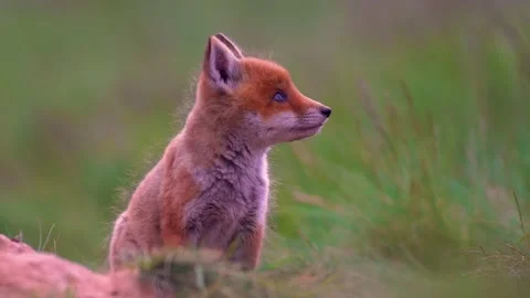 Young red fox cub are playing on the green meadow Video stock 130365789