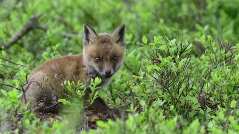 A young Red Fox cub playing and fighting with a blueberry bush Stock Footage 155647601