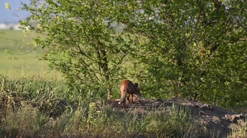 Young Red Fox Cubs Vulpes vulpes Near Their Den in the Wild Stock-Footage 310574019