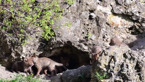 Young red fox cubs Vulpes vulpes resting and playing inside their den in natural Stock-Footage 328479458