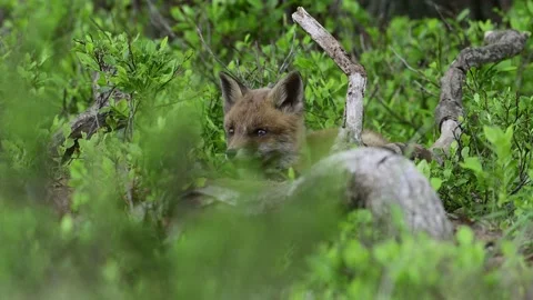 Young red fox curiously looking around Stock Footage 155648083
