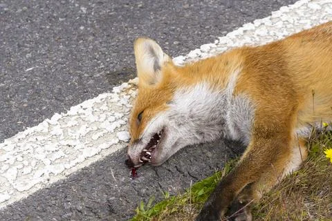 A young red fox dead by the side of the road Stock Photos