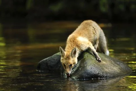 Young red fox drinking from river - Vulpes vulpes Stock Photos