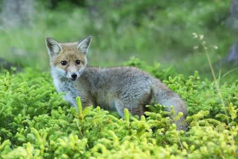 Young red fox in forest on summertime - Vulpes Vulpes Foto stock