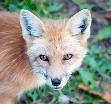 Young Red Fox Looking at Camera Stock Photos