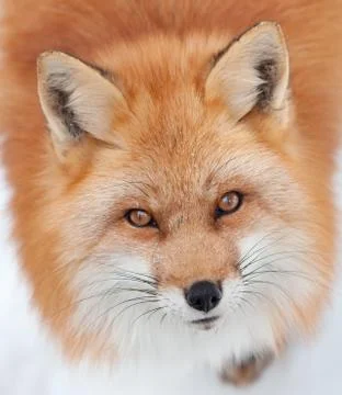 Young Red Fox Looking up at the Camera Stock Photos