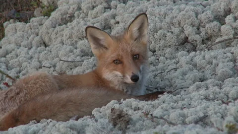 A young red fox lying on a beautiful lichen and looking around Stock Footage 287723417