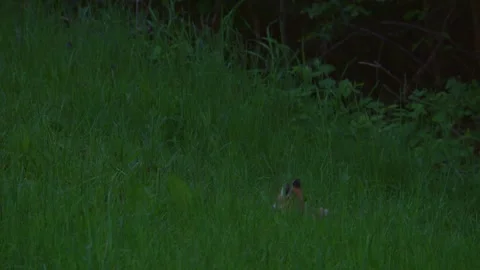 Young red fox lying in grass during dusk on meadow Stock Footage 327644366