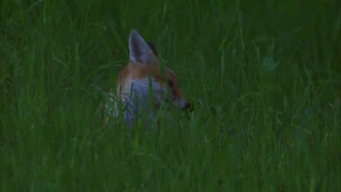Young red fox lying in grass during dusk on meadow (close up) Stock Footage 327644705