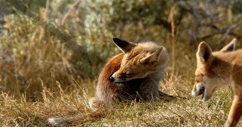 Young red fox passing vixen (vulpes vulpes) - wildlife - HD stock video Stock Footage 94144224