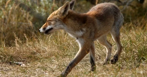 Young red fox passing vixen (vulpes vulpes) - wildlife - HD stock video Stock Footage 94150512