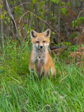 A young Red Fox Stock Photos