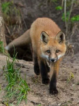 A young Red Fox Stock Photos