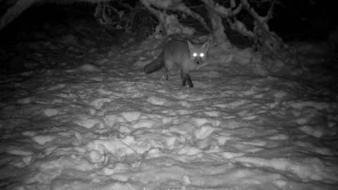 Young Red Fox in the Snow. Isle of Skye Stock-Footage 241825437