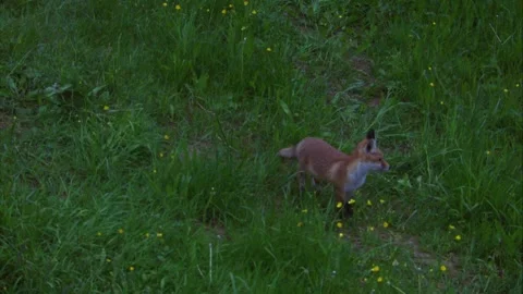Young red fox standing alert on meadow looking up toward hunting stand Stock Footage 327643985