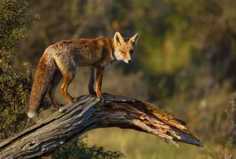 Young red fox standing on a fallen tree. Stock Photos