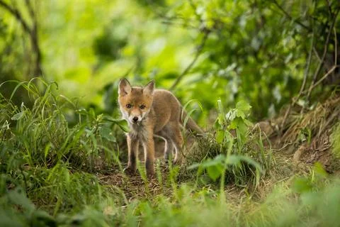 Young red fox standing in forest in springtime nature Stock Photos