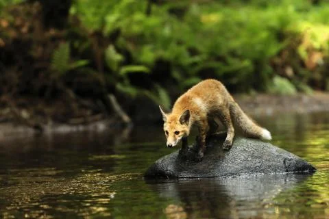 Young red fox on stone in river be on lookout - Vulpes vulpes Stock Photos