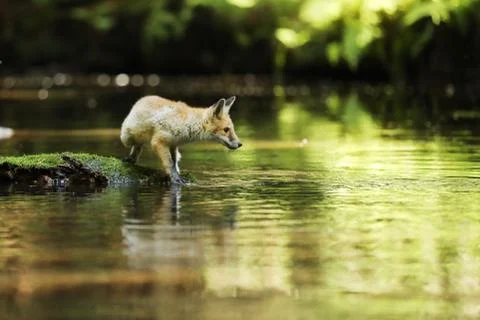 Young red fox on stone in river look on water - Vulpes vulpes Stock Photos