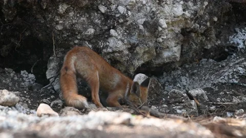 Young red fox in the summer forest Stock Footage 157898196