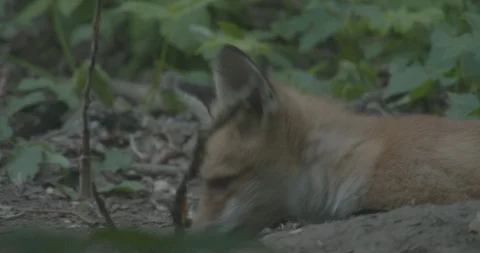 Young Red Fox (Vulpes vulpes) playing with a branch. Video stock 104656508