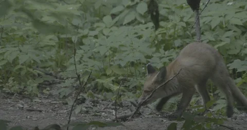 Young Red Fox (Vulpes vulpes) playing with a stick. Stock Footage 104660126