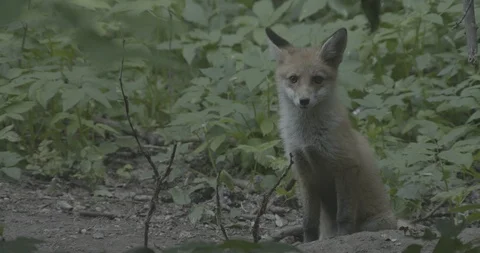Young Red Fox (Vulpes vulpes) sits. Stock Footage 104660203