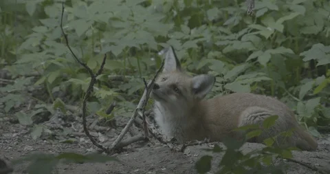 Young Red Fox (Vulpes vulpes) gnaws a branch. Video stock 104661166