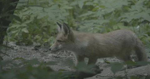 Young Red Fox (Vulpes vulpes) runs away. Stock Footage 104664674
