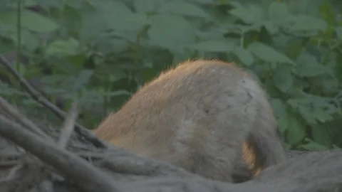 Young Red Fox (Vulpes vulpes) near the burrow. Stock Footage 104669905